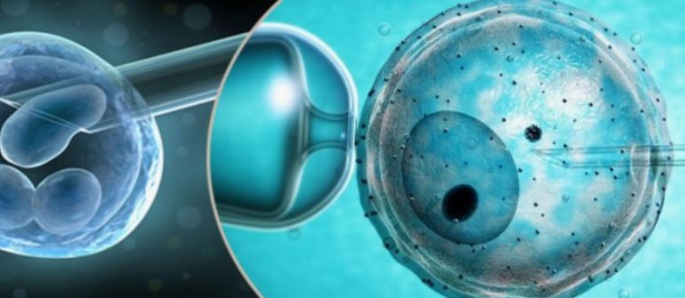 Inside the Egg Donor Database: How Clinics Choose the Perfect Match